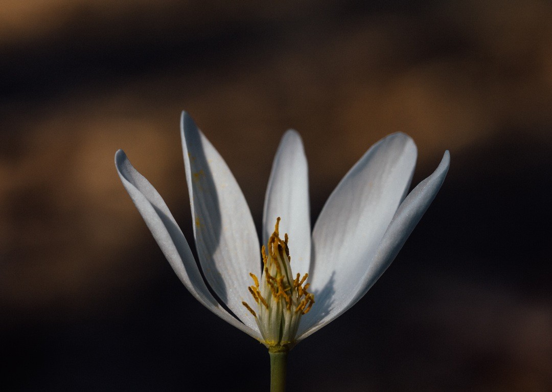 Cierpienie zmazuje grzechy.
