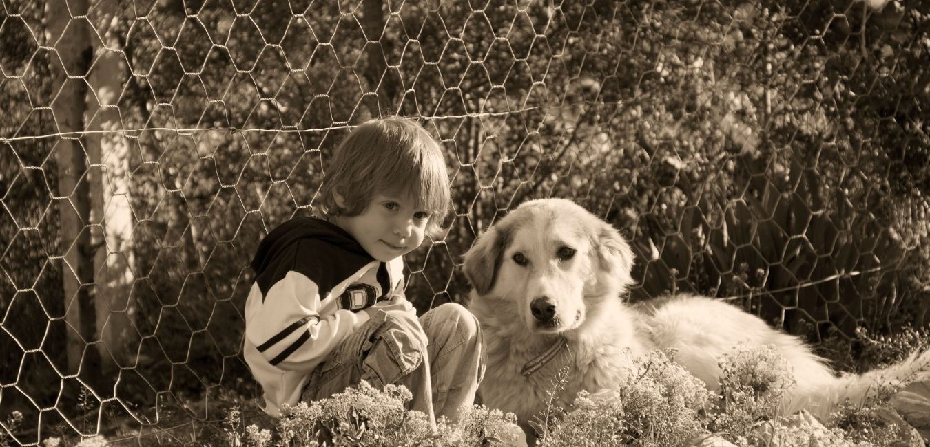 Wyjaśniamy częste zachowania psów. Maślane oczy, czy witanie po powrocie do domu ma swoje znaczenie