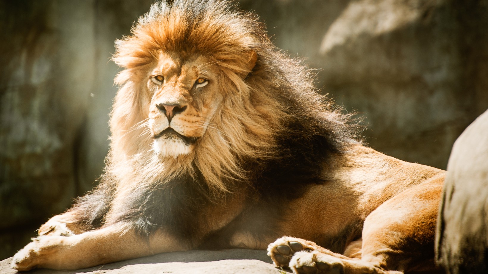 Lew uciekł z cyrku i biegał po ulicach!