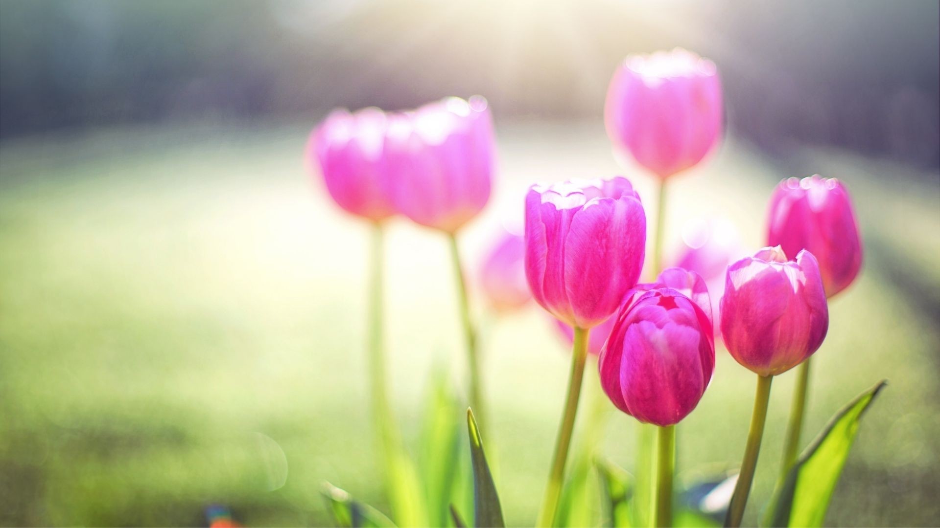 Już dziś pierwszy dzień wiosny!