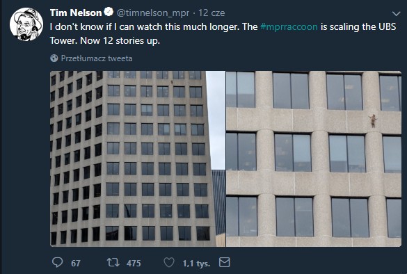 Zdjęcie Niesamowita podróż na dach wieżowca – szop hitem internetu! #1