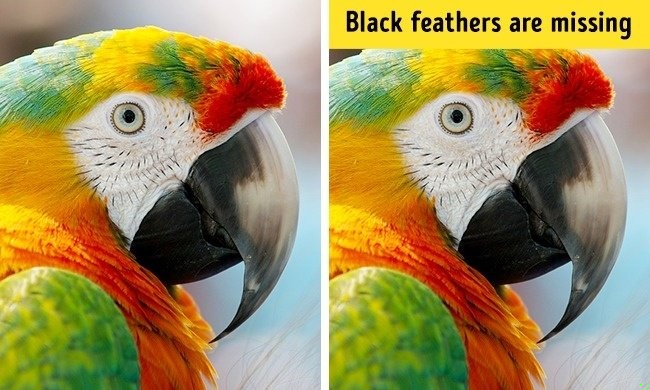 Zdjęcie Sprawdź czy jesteś spostrzegawczy. 
Znajdź jedną różnicę na tych 10 zdjęciach! #15