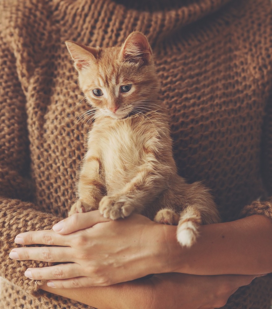 Widziałam już koty bez uśmiechu – pomyślała Alicja – ale …