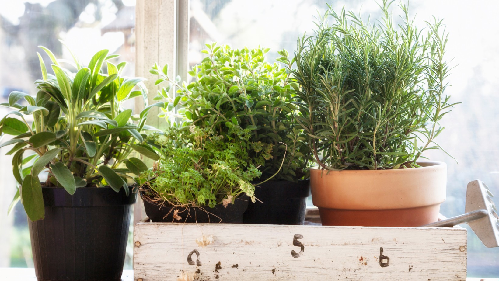 Ten kwiat symbolizuje samotność. Lepiej nie trzymać go w domu