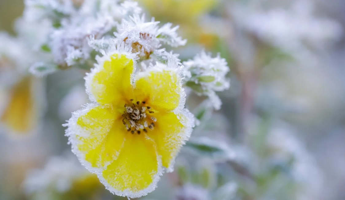 Gwałtowna zmiana w pogodzie! Ostre przymrozki uderzą w Polskę!
