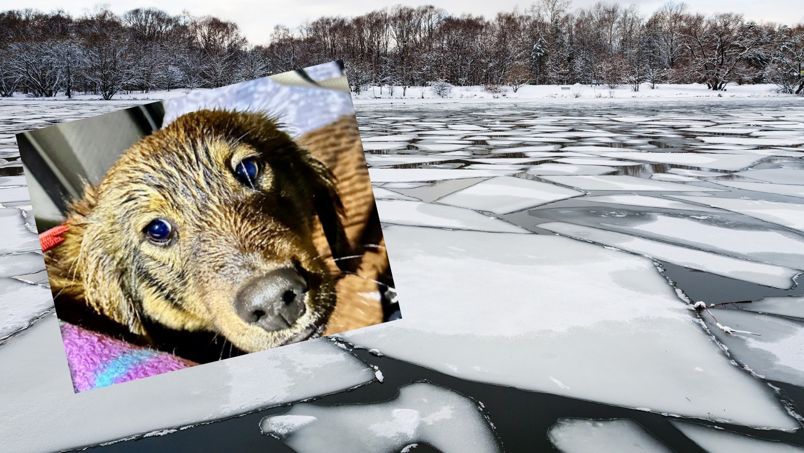Zdjęcie Ratownicy przejechali 700 km, aby uratować psa! #1