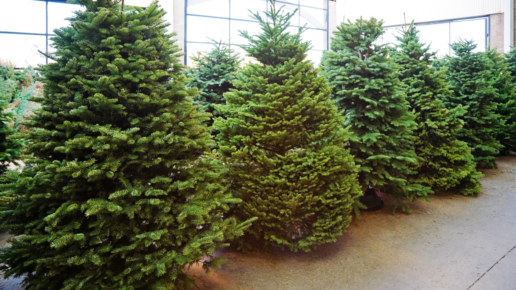 Ile zapłacimy za żywą choinkę w 2023 roku?