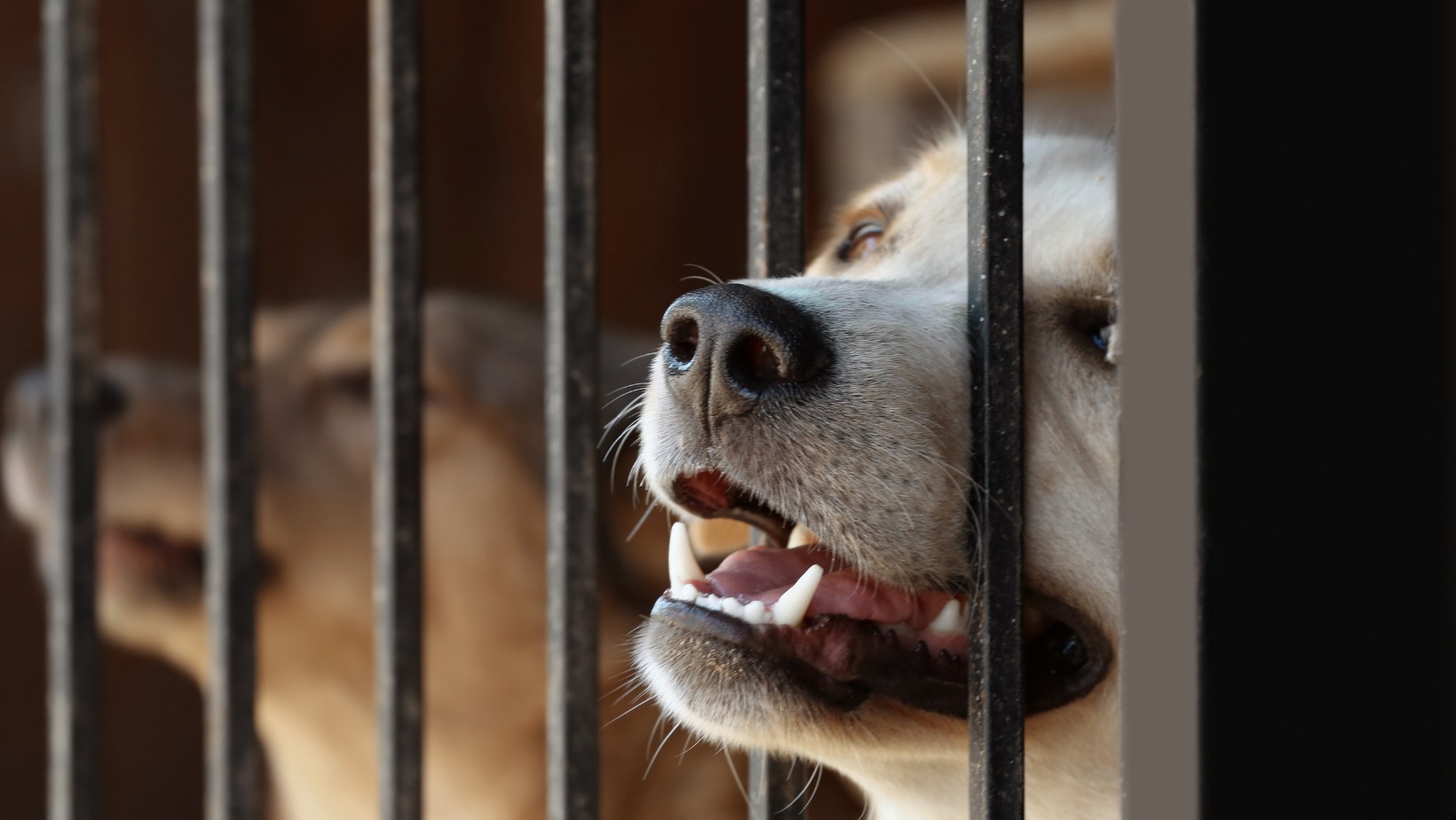 Zdjęcie Usunął nerkę psu ze schroniska, by uratować rasowego czworonoga. Wyrok sądu szokuje #1