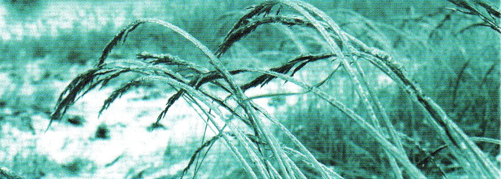 [Miłość] Przypomina piorun spadający z pogodnego nieba. W pojedynku z …