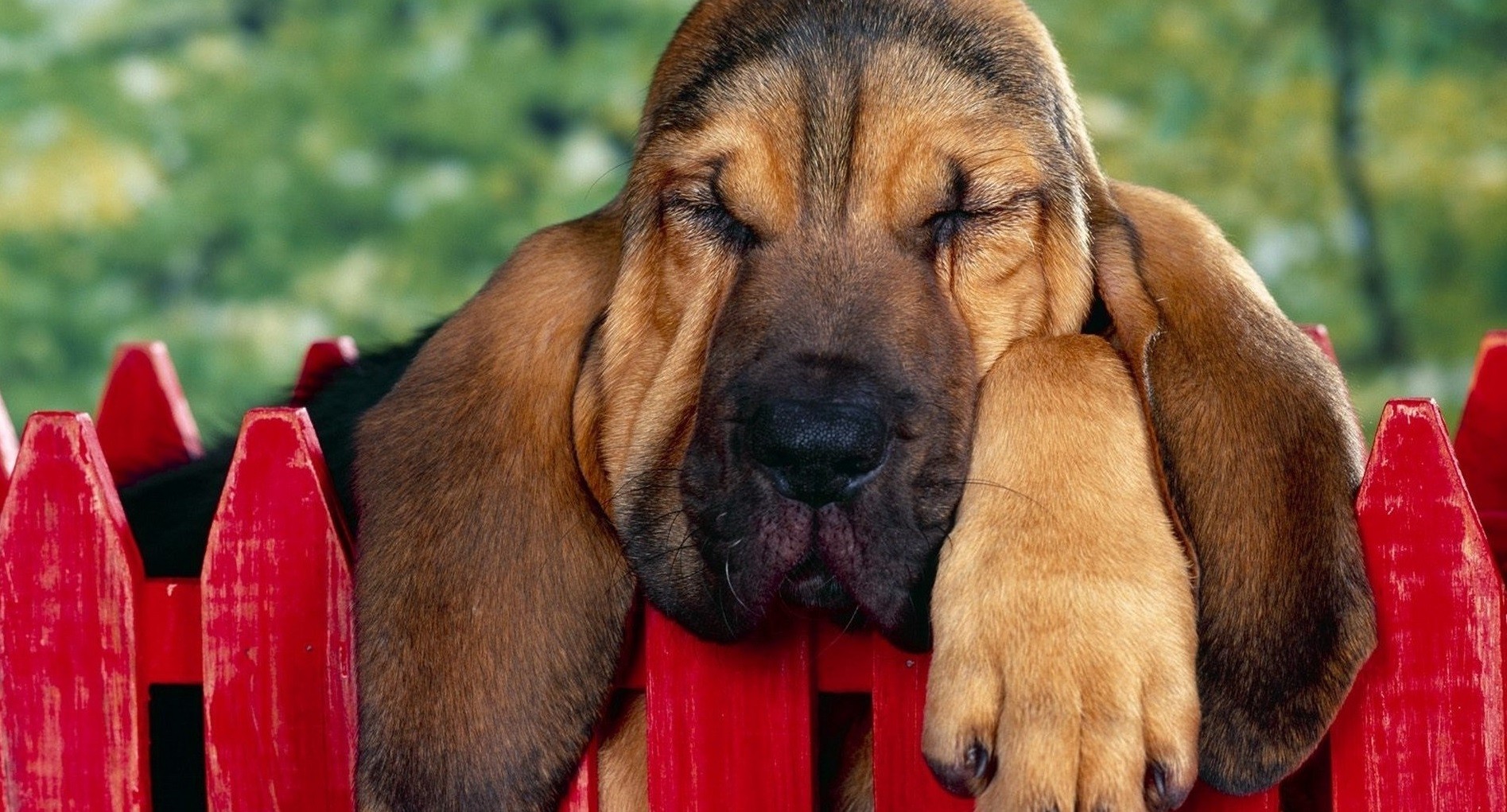 Im bardziej poznaję ludzi, tym bardziej kocham zwierzęta.