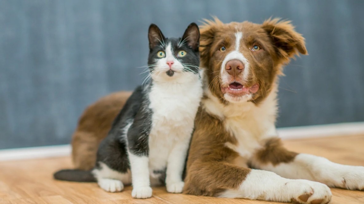 500 zł na psa lub kota – kto może liczyć na pomoc w 2025 roku?