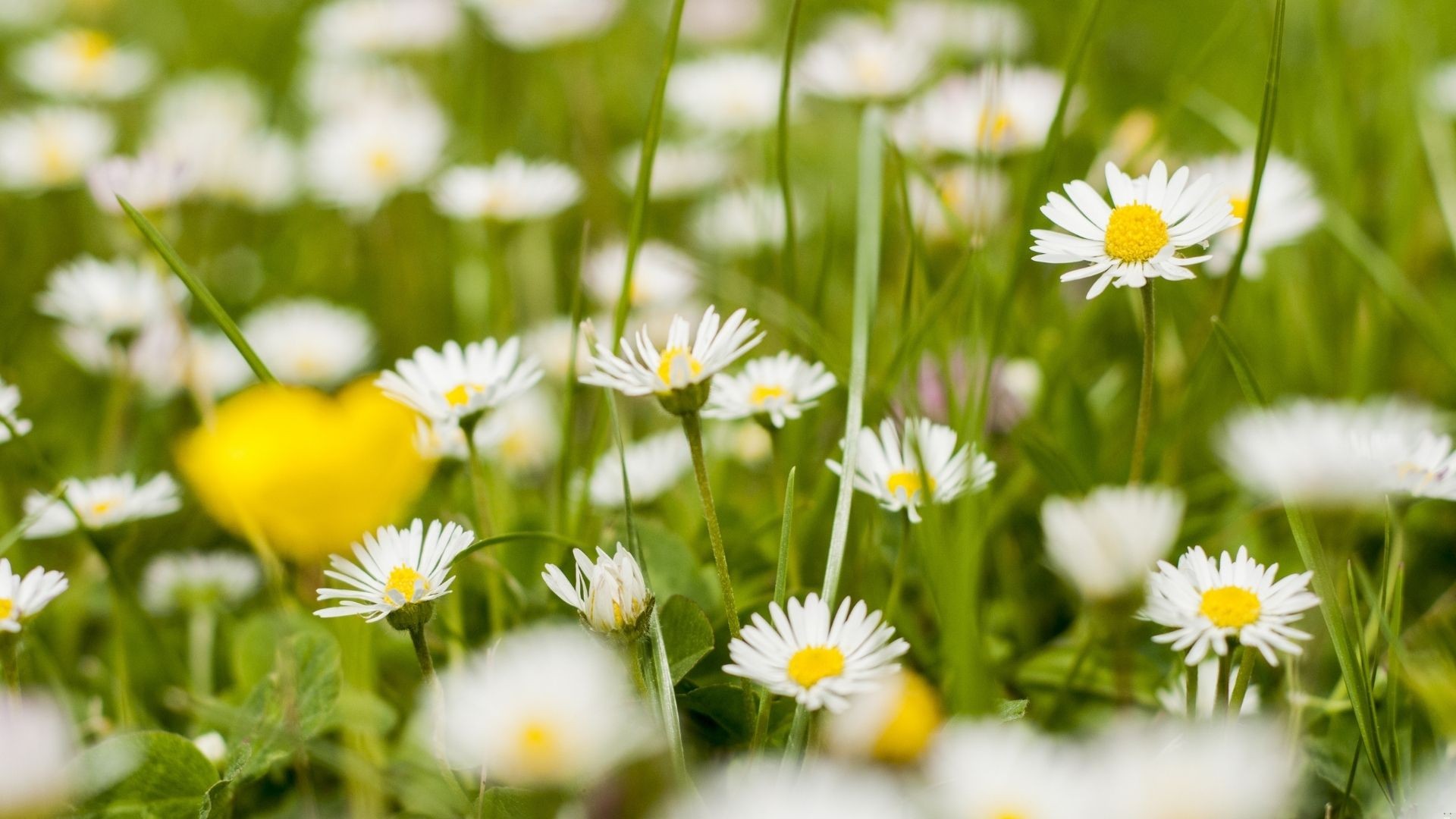 Jakie są osoby urodzone w maju?