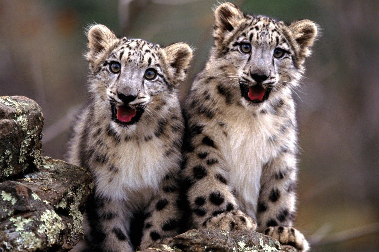 Miej nawet mały rozum, ale swój.