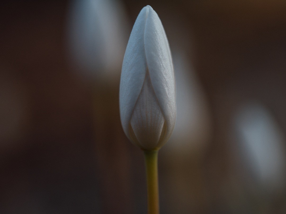 Rodzina to rodzina, każda ma swoje sekrety…nawet ta najbardziej wytworna.