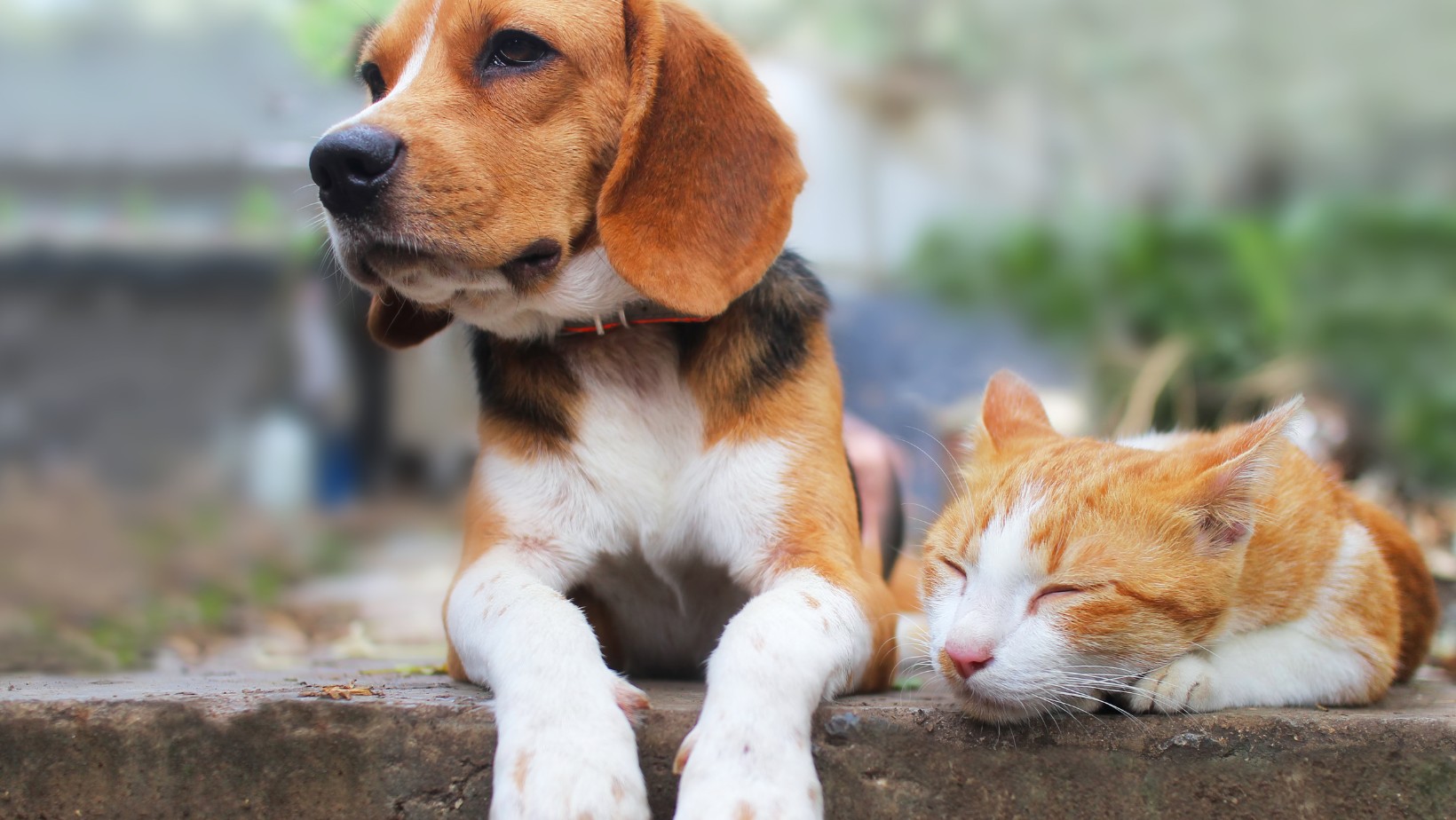 „500 plus na psa i kota”! Kończy się czas na składanie wniosków!