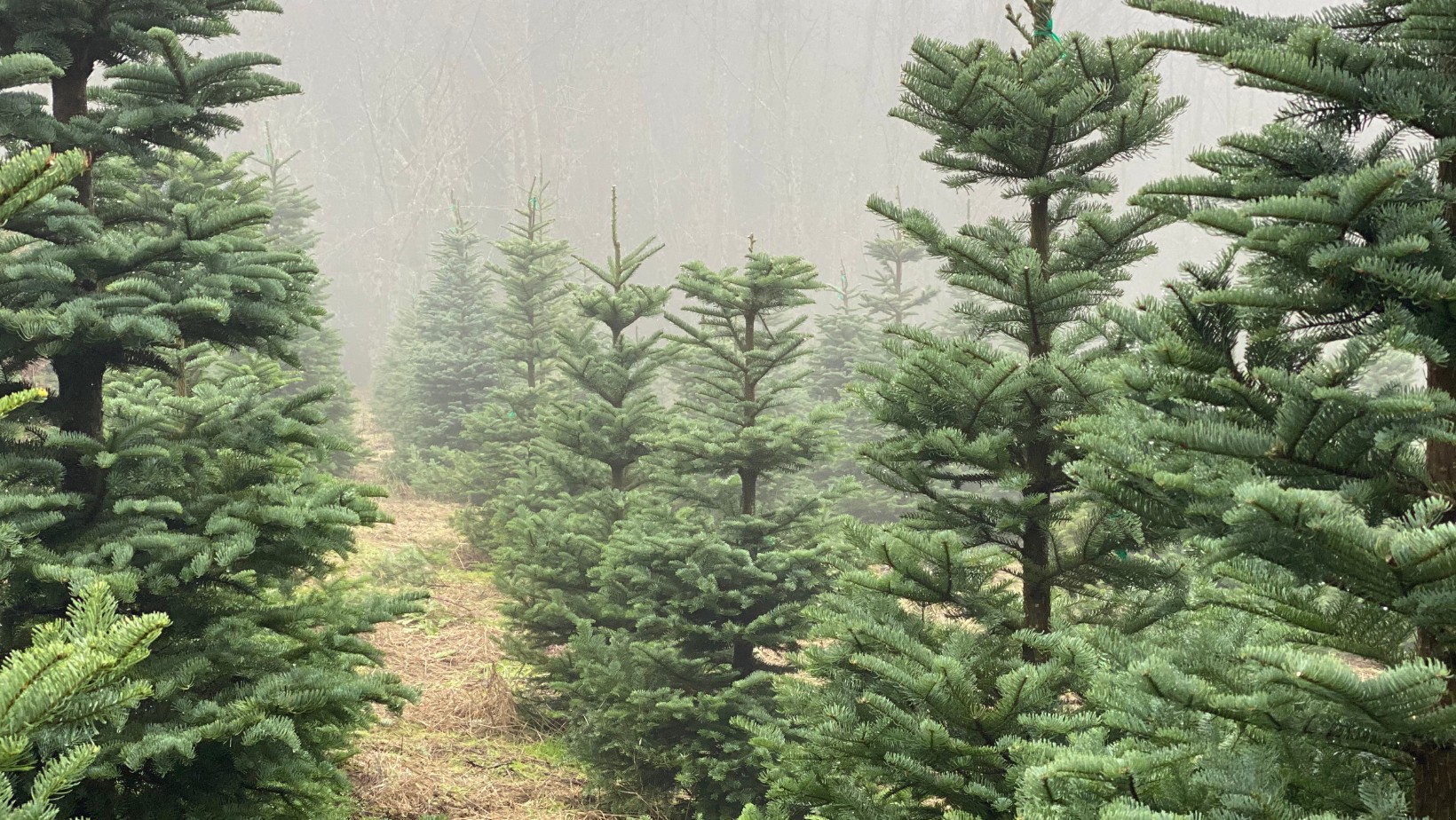 Ile zapłacimy w tym roku za choinkę?