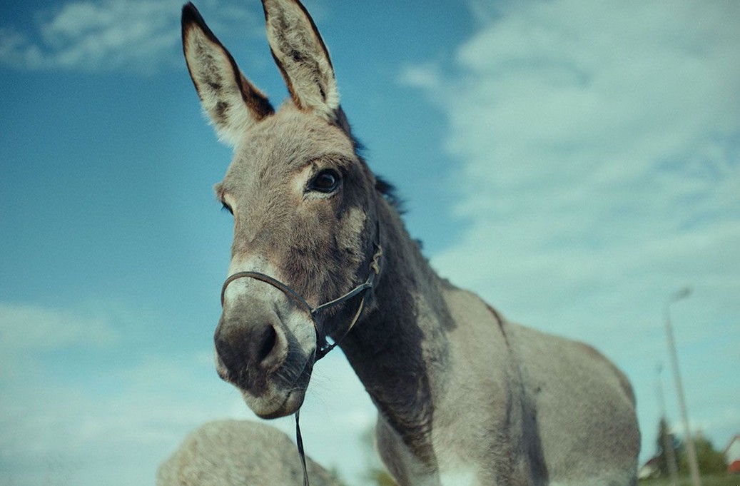 „IO” Jerzego Skolimowskiego z nominacją do Oscara!