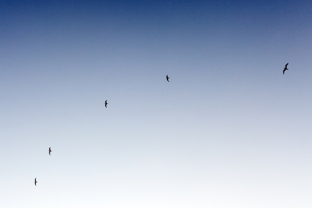 Ma tak pusto w głowie, że kiedy się drapie nad …