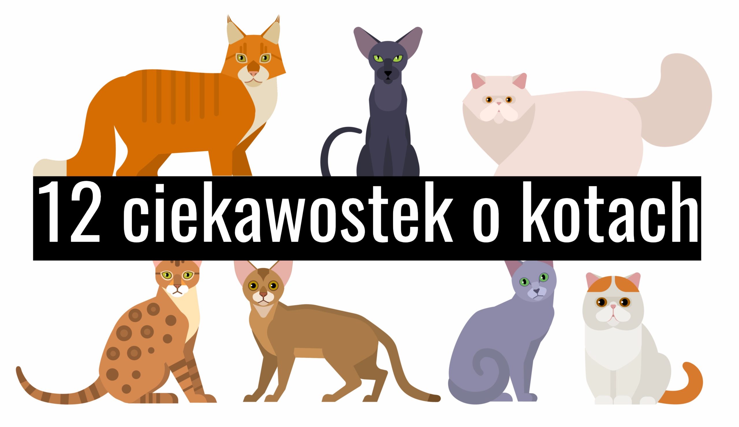 12 zaskakujących ciekawostek o kotach!