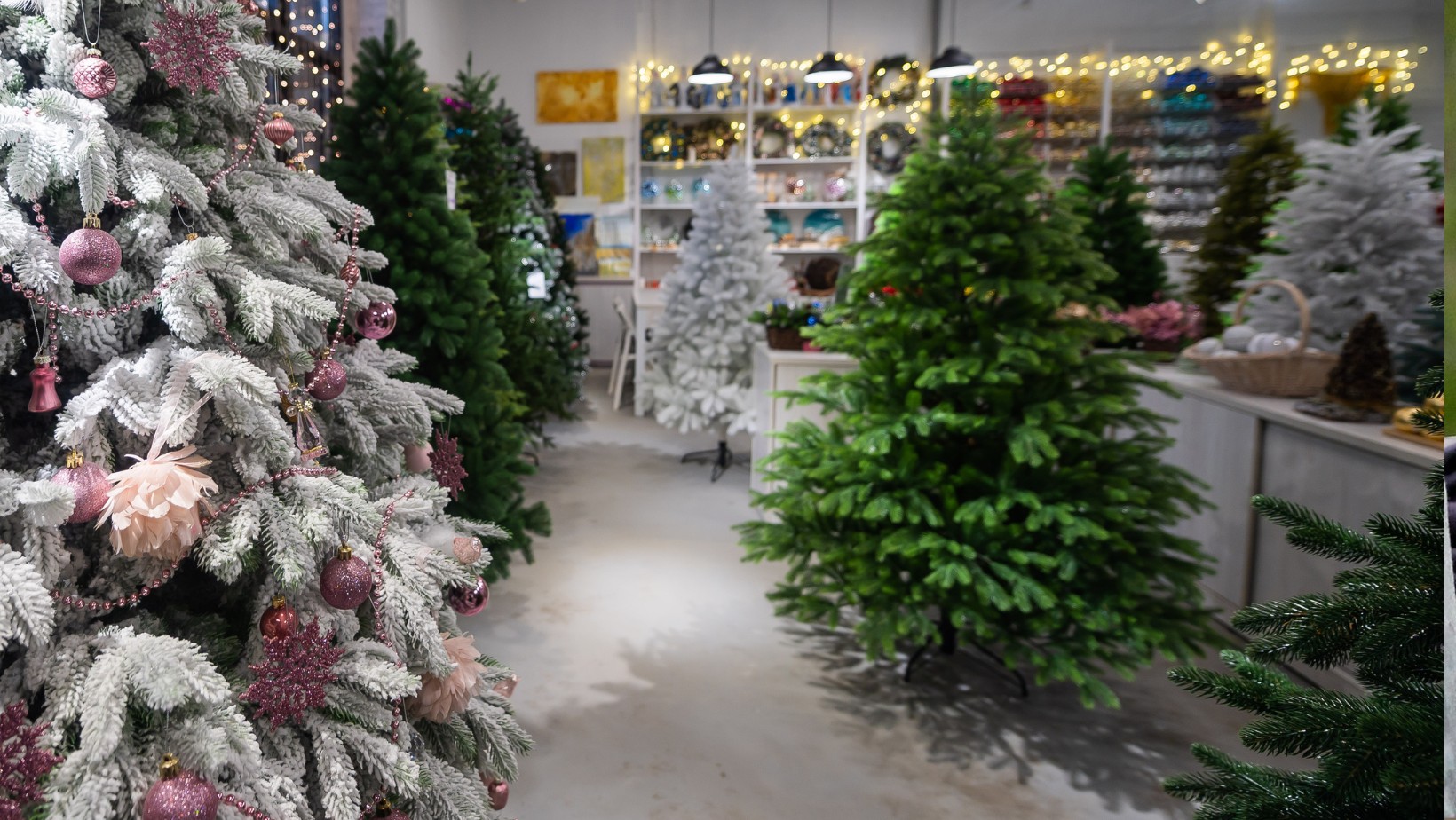 Zdjęcie Ceny choinek w 2024 roku zaskakują! Czeka nas spory wydatek! #1