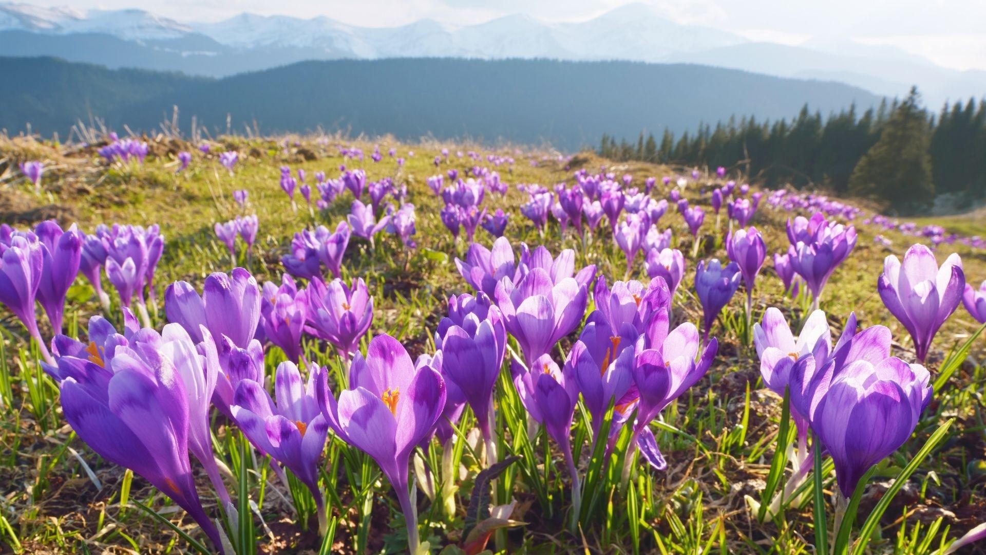 Jakie są osoby urodzone w kwietniu?