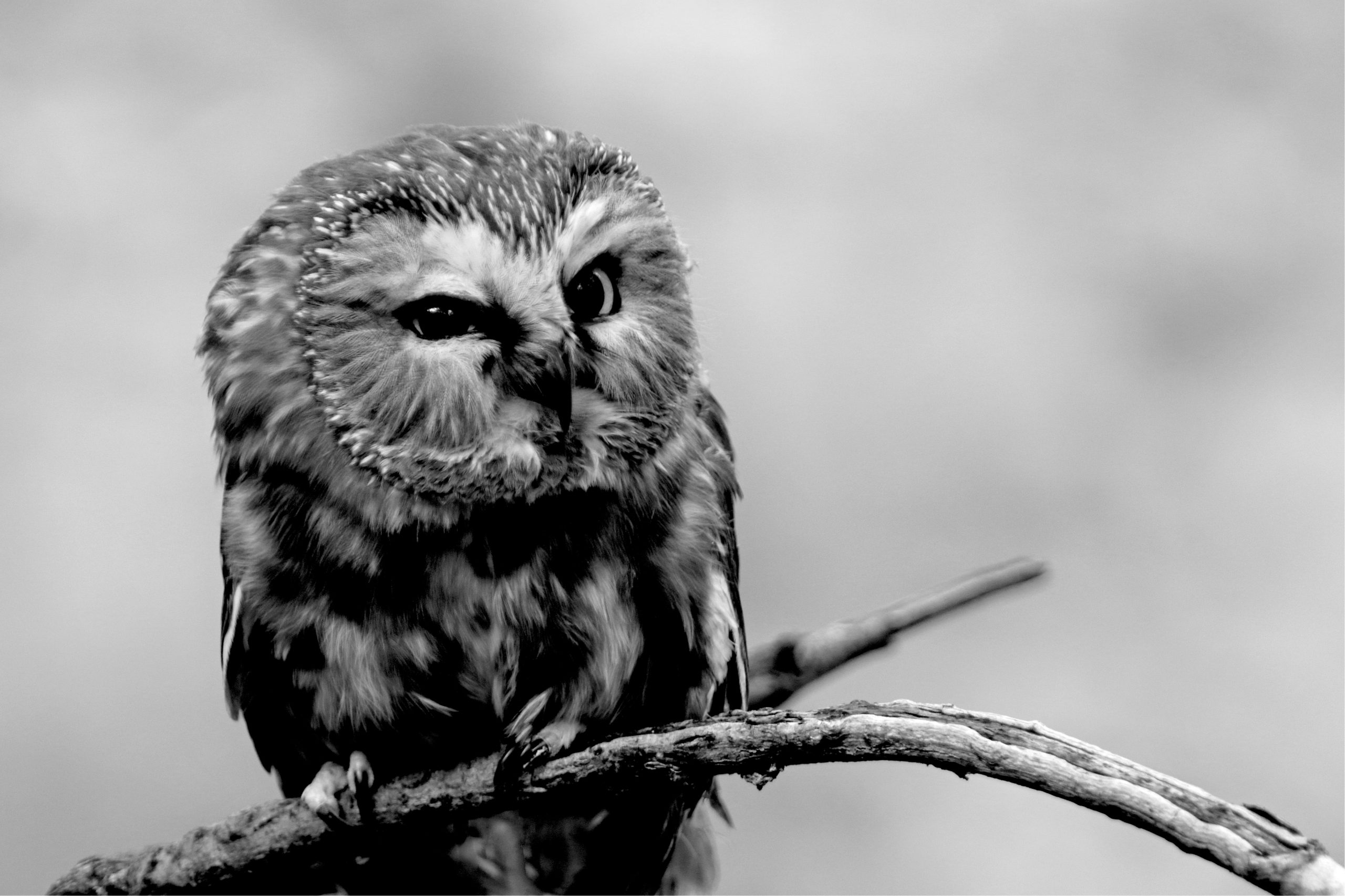 „Zwróć uwagę głupcowi — to Cię znienawidzi. Zwróć uwagę mędrcowi — to …