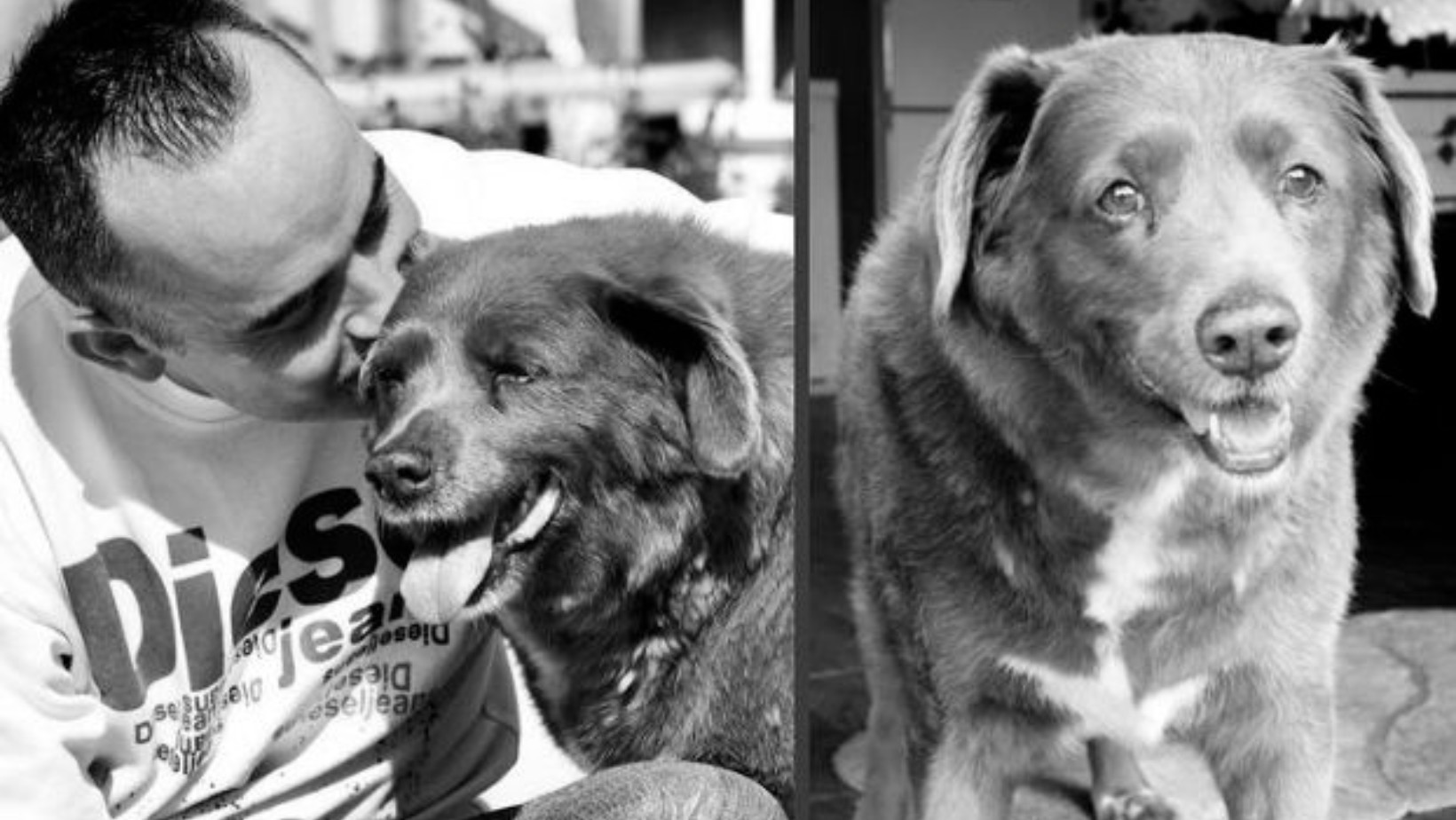 Zmarł najstarszy pies świata. Aż trudno uwierzyć, ilu dożył lat!