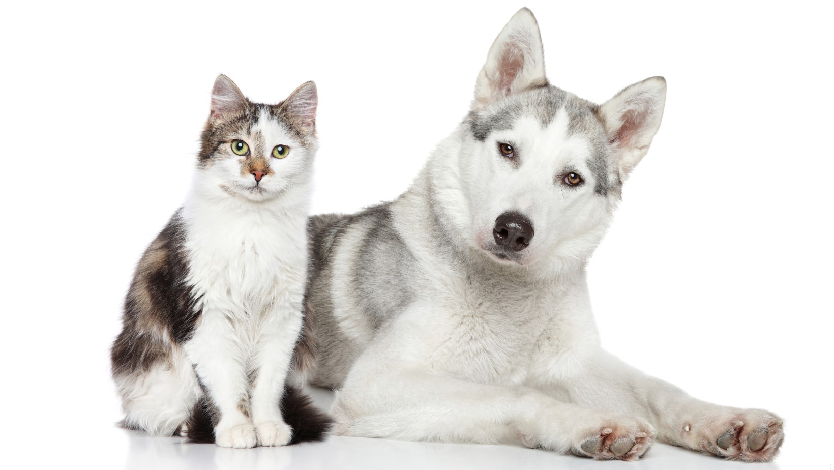 Zdjęcie 500 plus na psa i kota. Pomoc finansowa nie dla wszystkich! #1