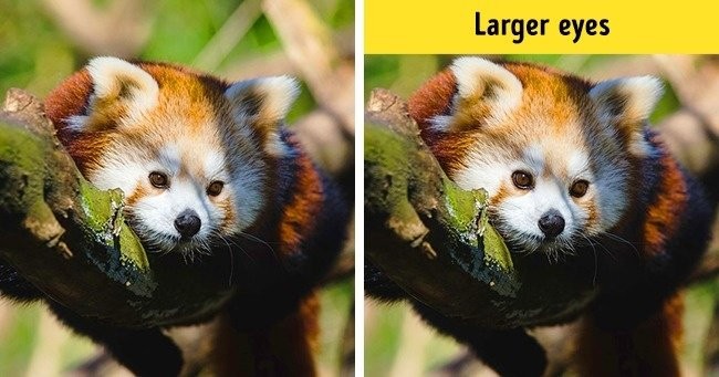 Zdjęcie Sprawdź czy jesteś spostrzegawczy. 
Znajdź jedną różnicę na tych 10 zdjęciach! #16