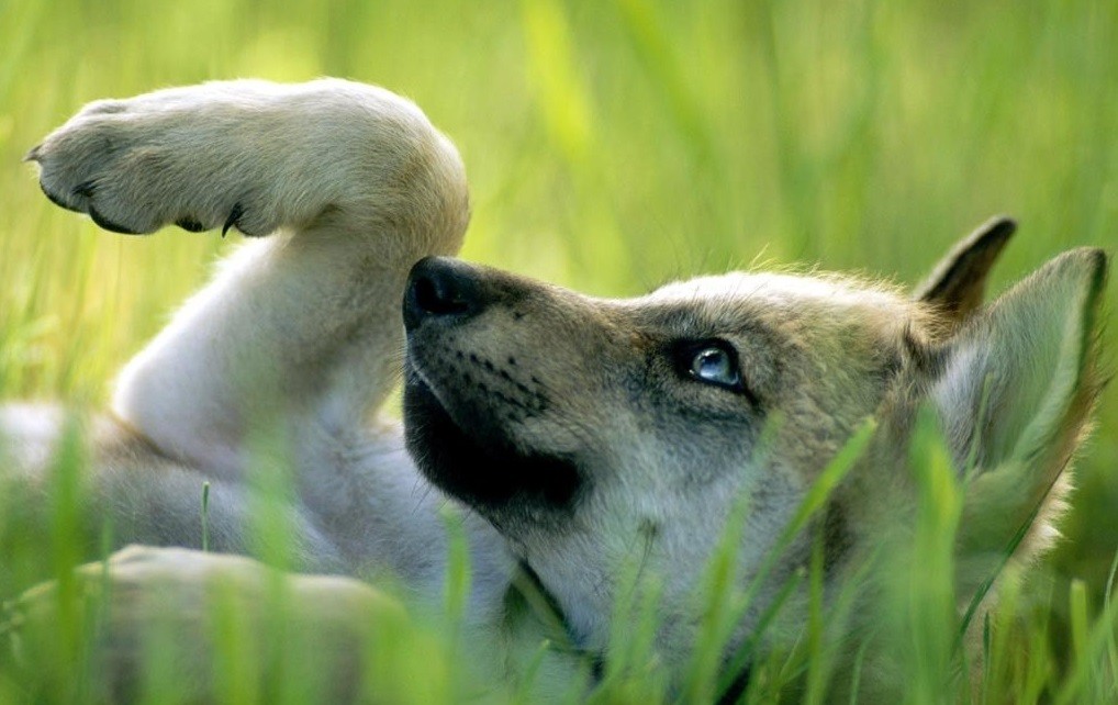 Człowiek, który zawsze chce być dowcipny, najczęściej bywa śmieszny.