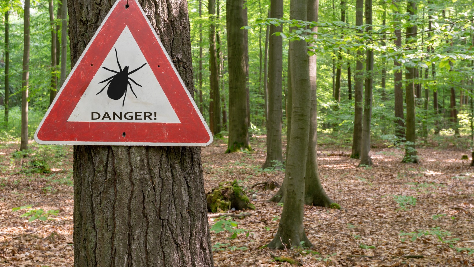 Śmiertelne niebezpieczeństwo w polskich lasach! Na to trzeba uważać!