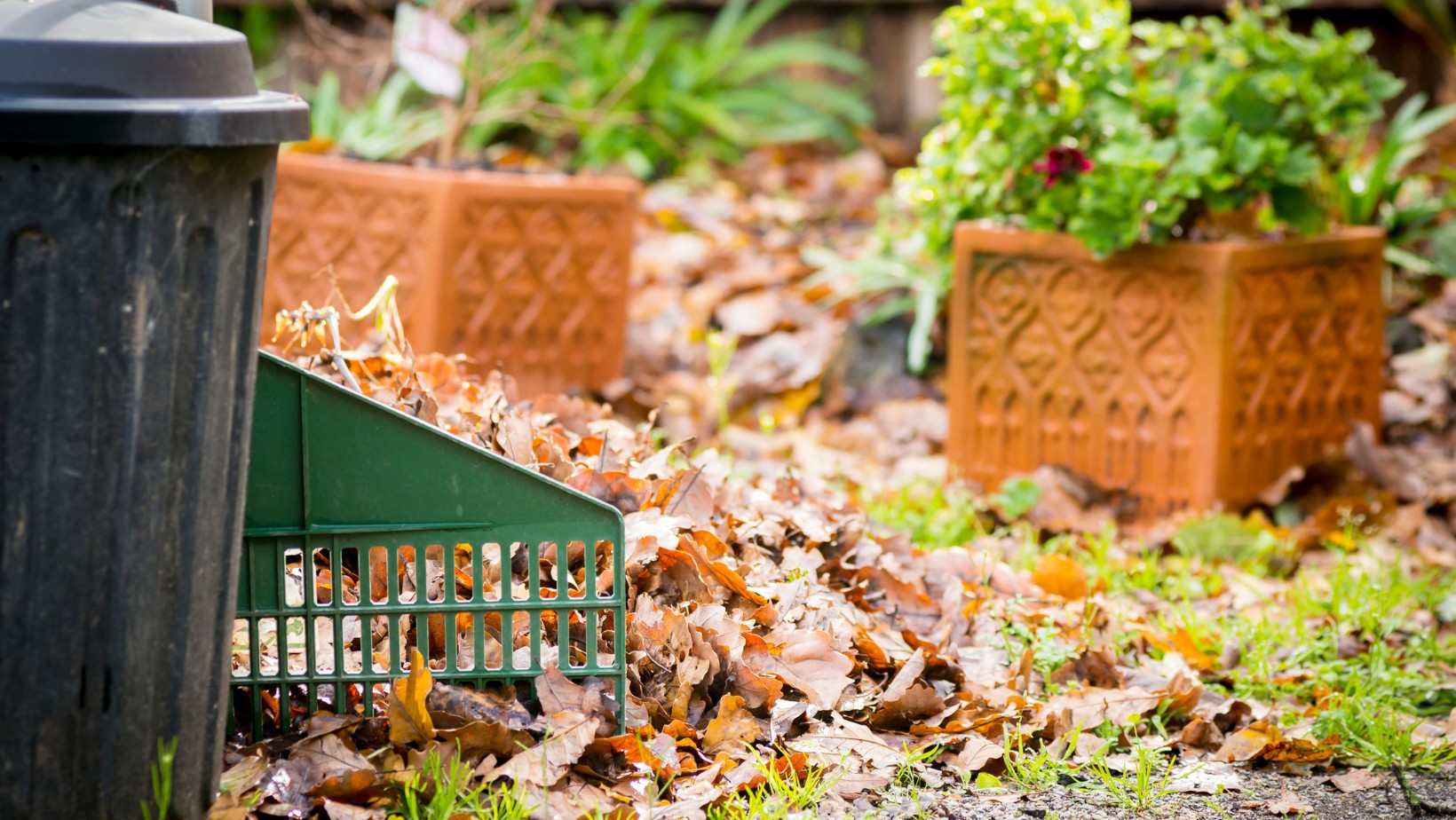 Zdjęcie Masz dość liści z cudzej działki? Oto, co możesz zrobić! #1