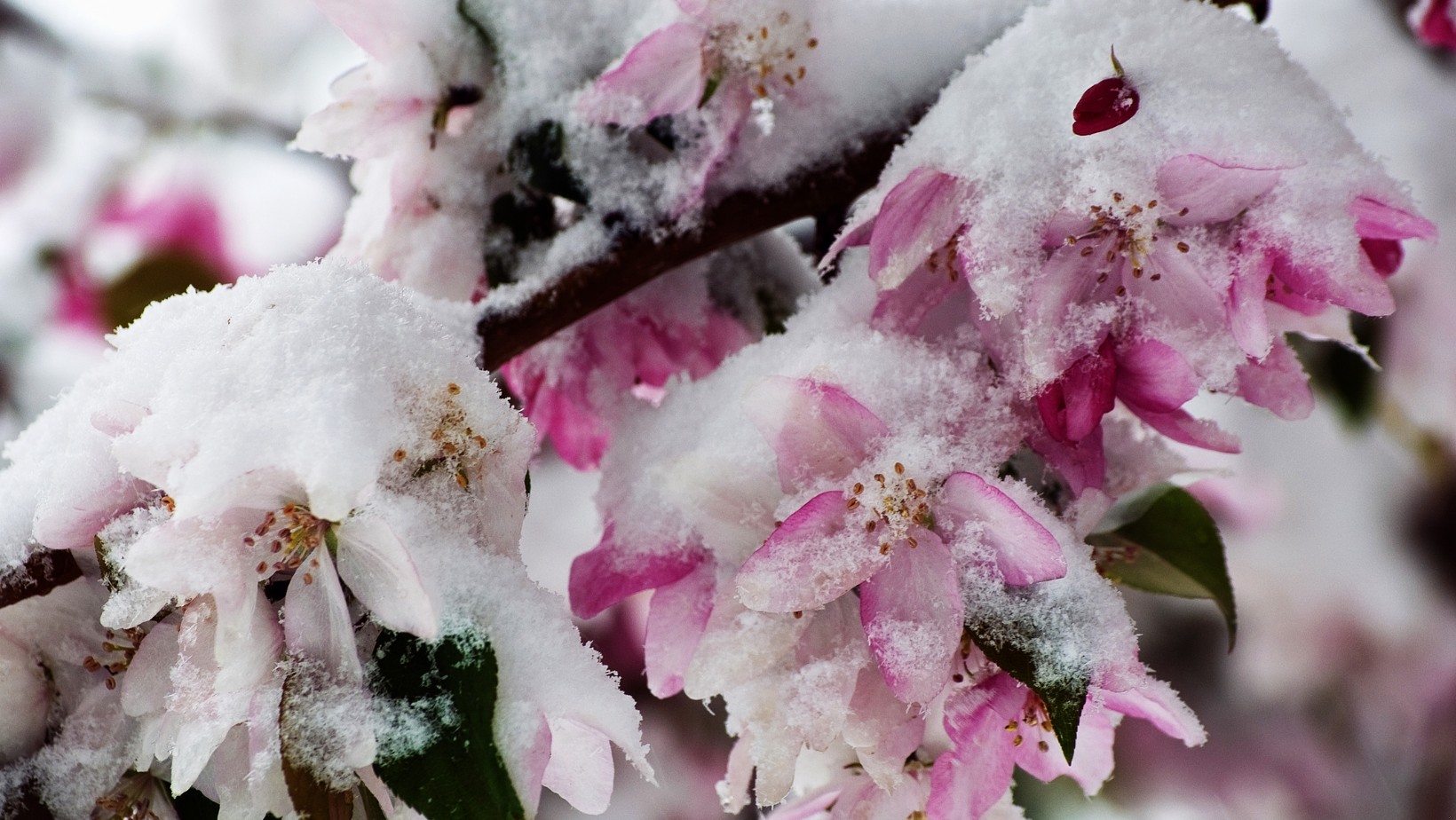 Śnieg na Wielkanoc? To nie żart!