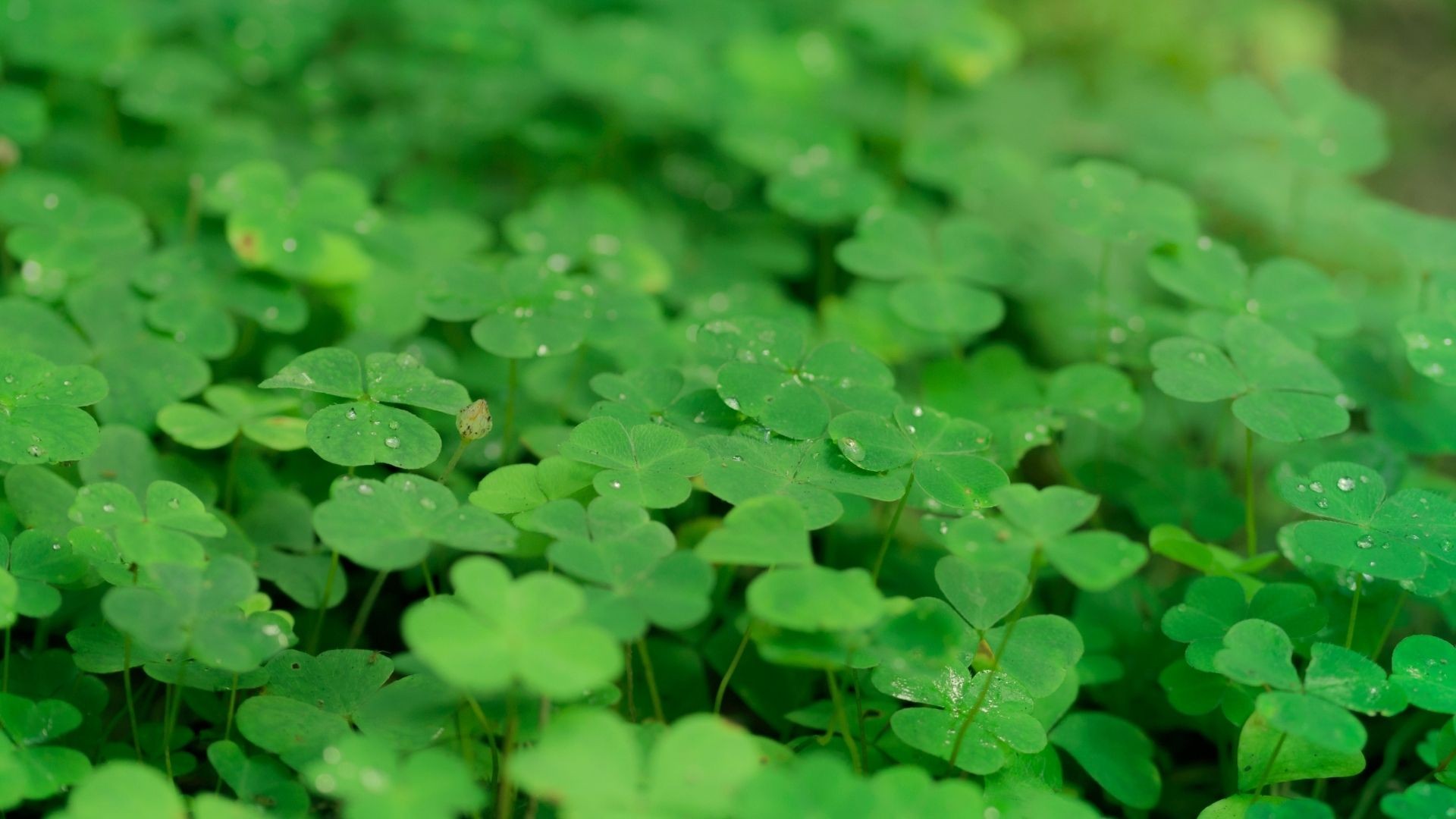 Jak wygląda szczęście według różnych narodowości?