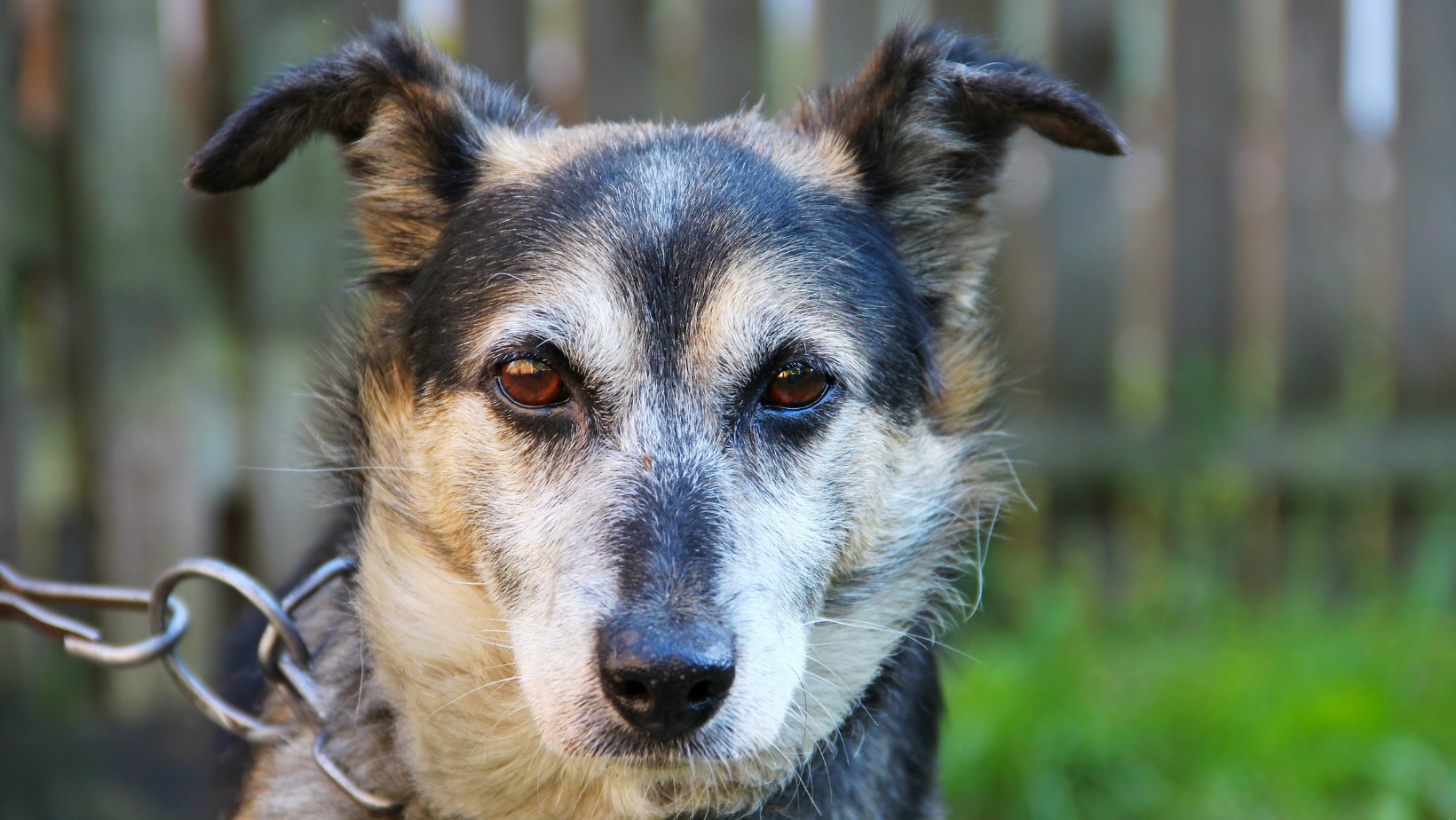 Zdjęcie Koniec z psami na łańcuchach? Sejm zdecydował! #1