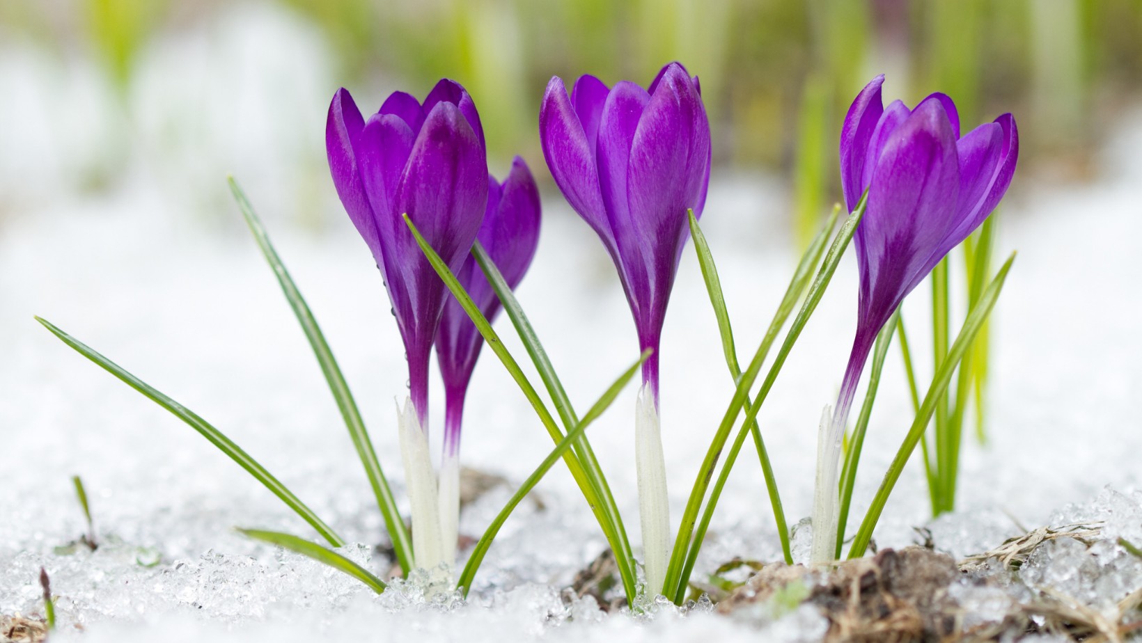 Zdjęcie IMGW ostrzega: nawet 10 cm śniegu! Pogoda w kwietniu mocno zaskoczy #1