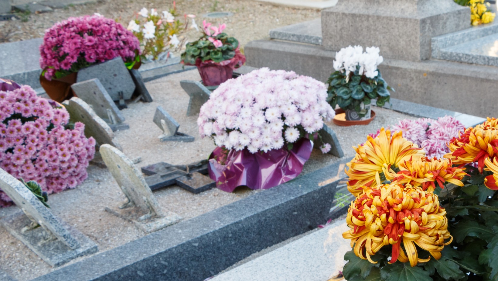 Odporniejsze niż chryzantemy? Te kwiaty przetrwają na grobach przez całą zimę