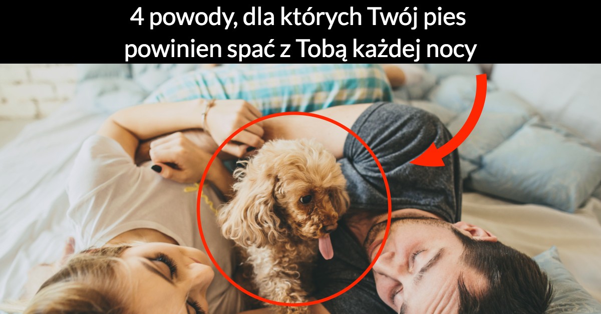 4 powody, dla których Twój pies powinien spać z Tobą każdej nocy