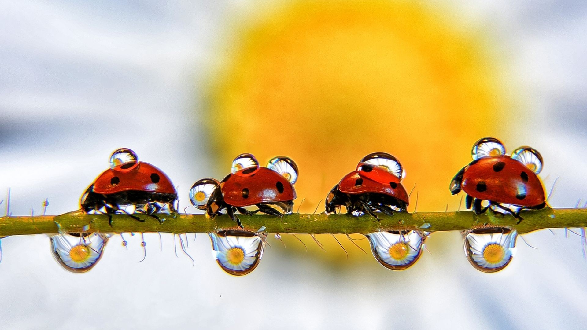 Jakie są osoby urodzone w marcu?