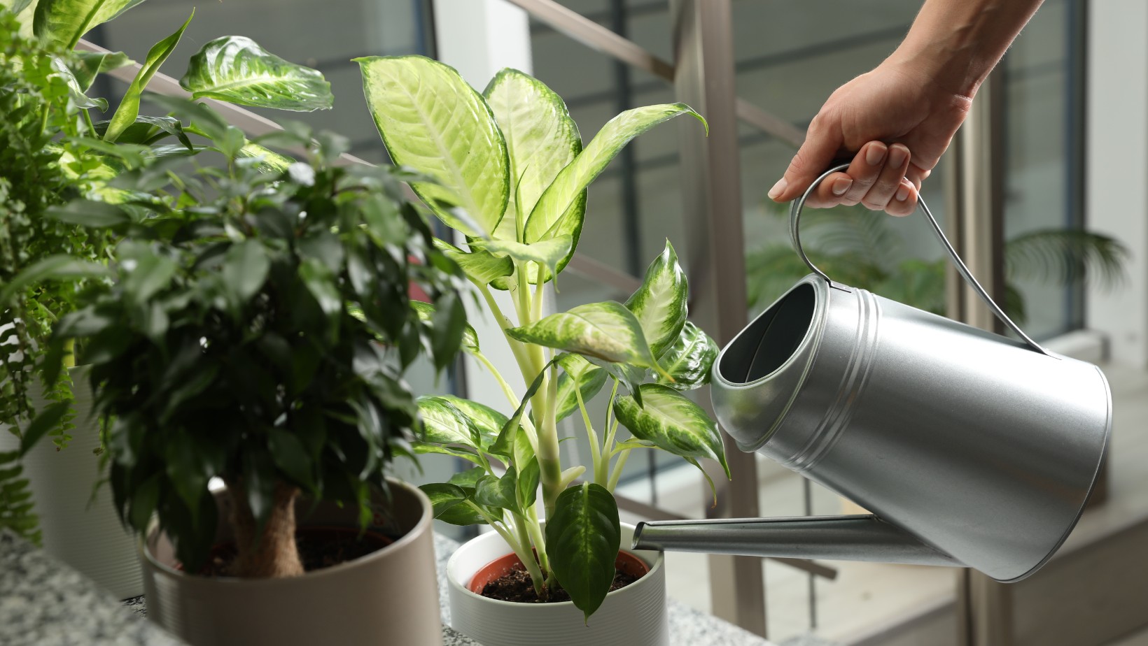 Czy wiesz, że ta roślina może wpływać na Twoje zdrowie? Poznaj ryzyko