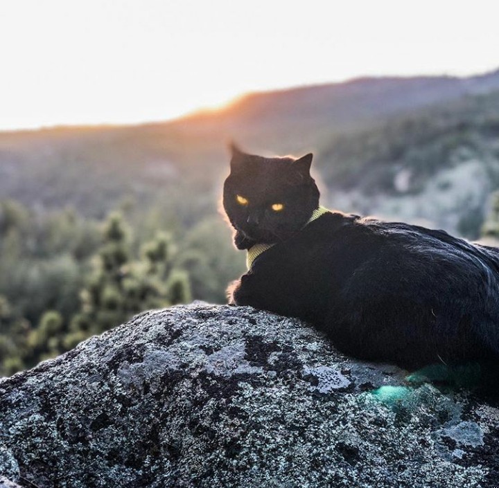 Zdjęcie Wspólnie podróżują po świecie. Niesamowita historia kota Simona i jego właściciela! #1