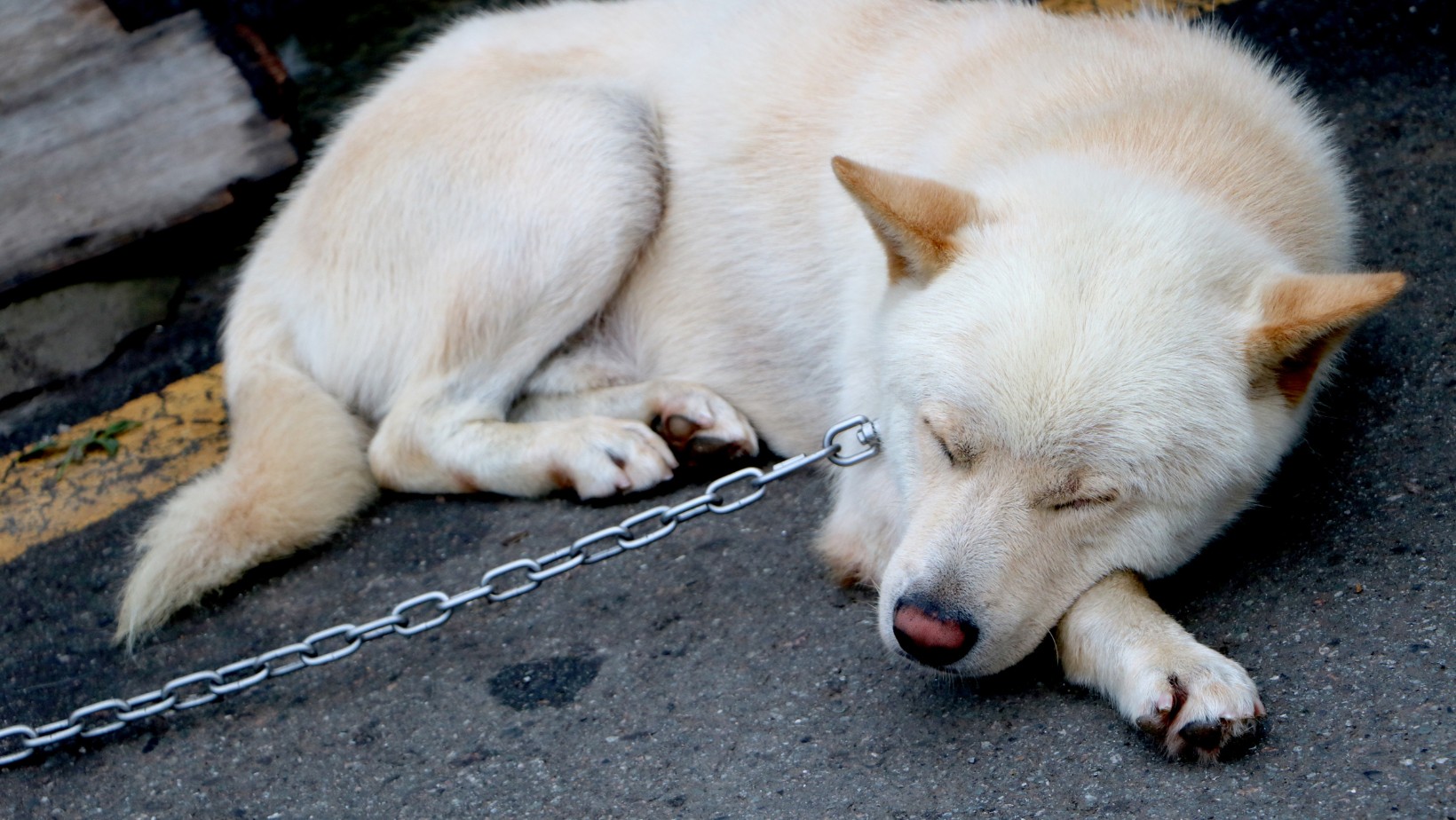 Zakaz handlu i spożywania psiego mięsa. W Korei Południowej zaczęły się protesty
