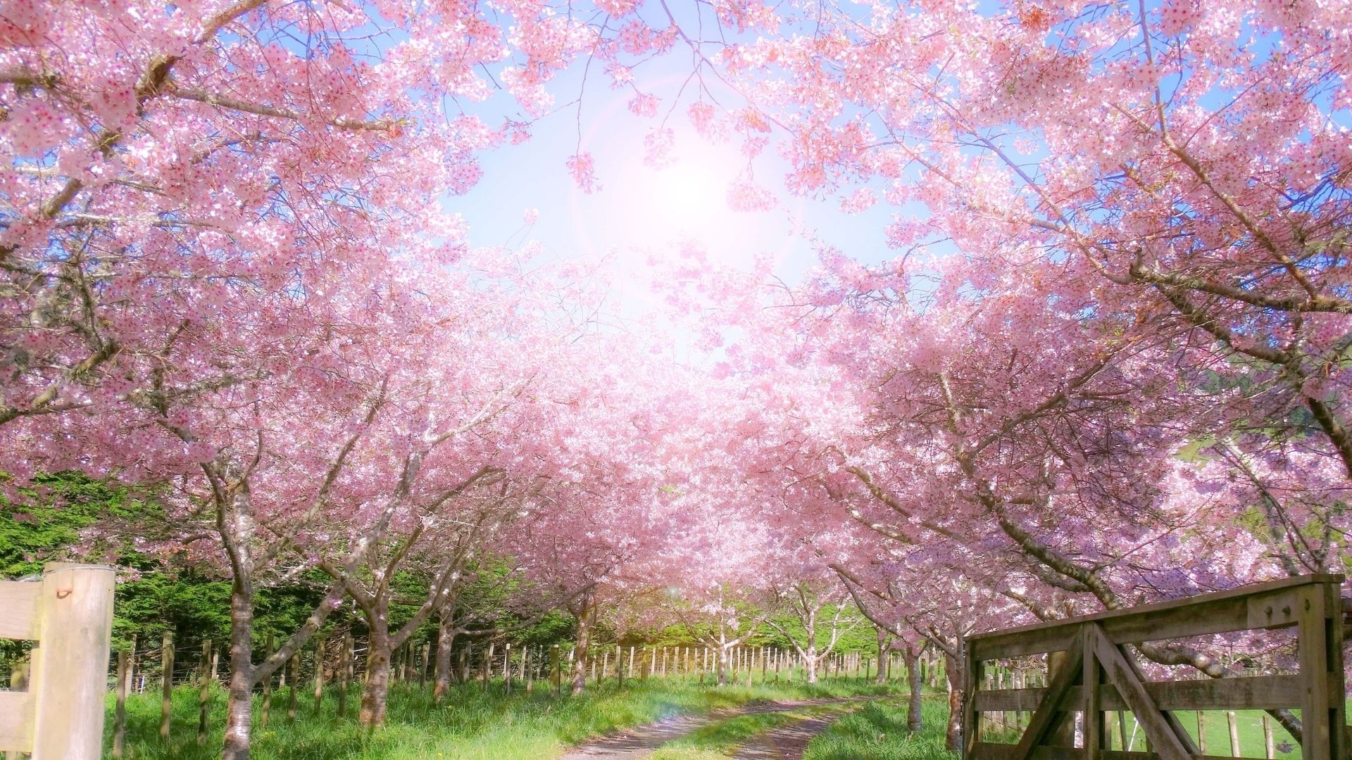 Pierwszy dzień wiosny. Czym się różnią wiosna astronomiczna i kalendarzowa, ciekawostki, powiedzenia