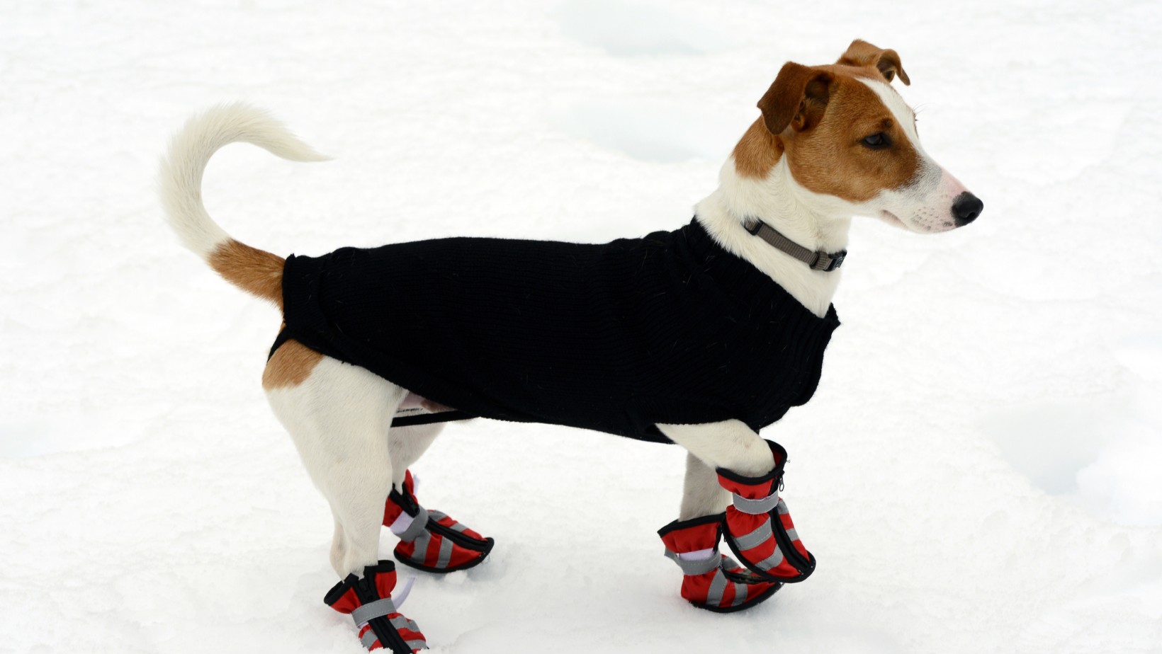 Zdjęcie Ostrzeżenie dla właścicieli psów! Sól drogowa zagrożeniem dla zwierząt #1