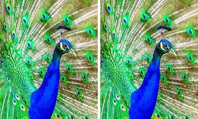 Zdjęcie Sprawdź czy jesteś spostrzegawczy. 
Znajdź jedną różnicę na tych 10 zdjęciach! #8