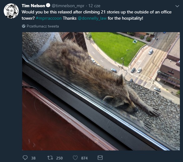 Zdjęcie Niesamowita podróż na dach wieżowca – szop hitem internetu! #2