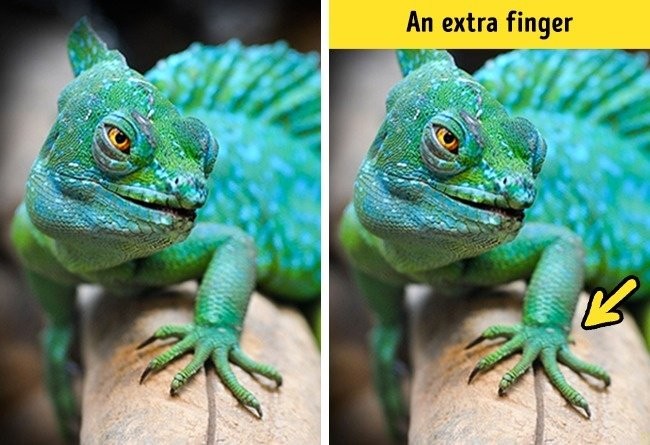 Zdjęcie Sprawdź czy jesteś spostrzegawczy. 
Znajdź jedną różnicę na tych 10 zdjęciach! #12