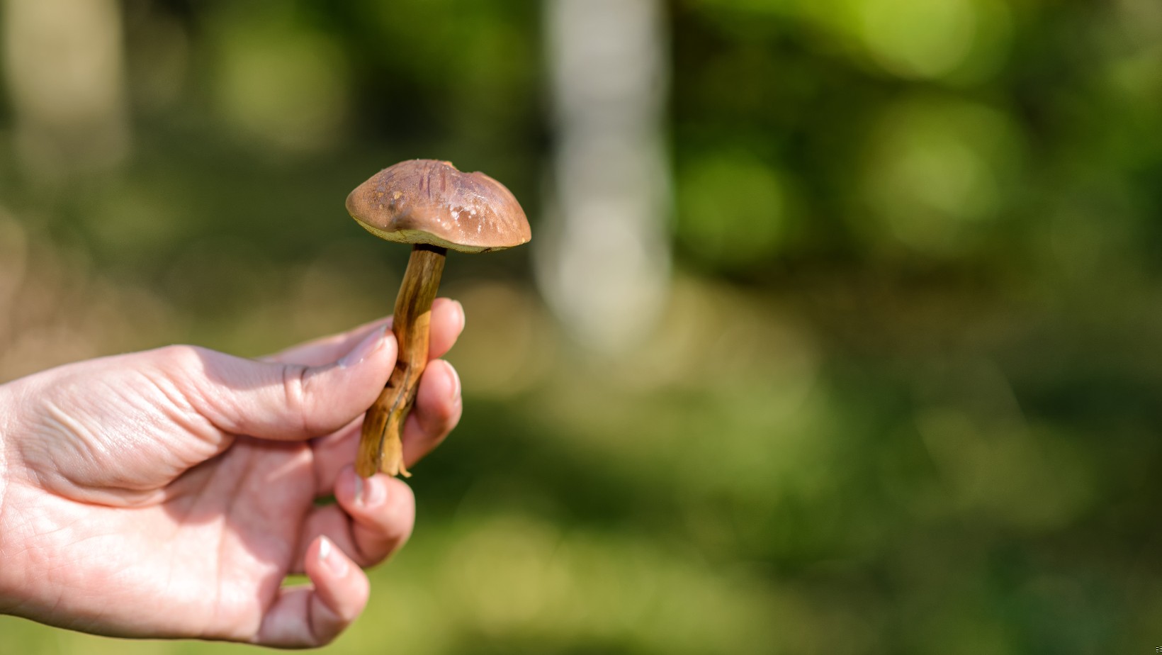 Zdjęcie Zbierasz te grzyby? Możesz zapłacić nawet 5000 zł! Sprawdź, czy nie łamiesz prawa #1