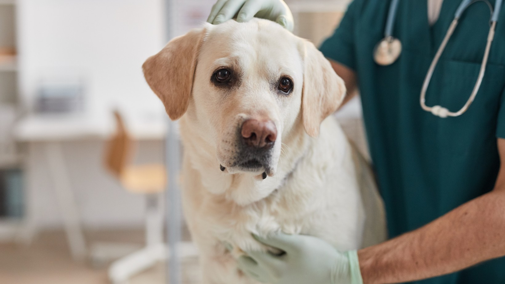 Nieznani sprawcy trują psy! Mieszkańcy Krakowa postanowili działać!