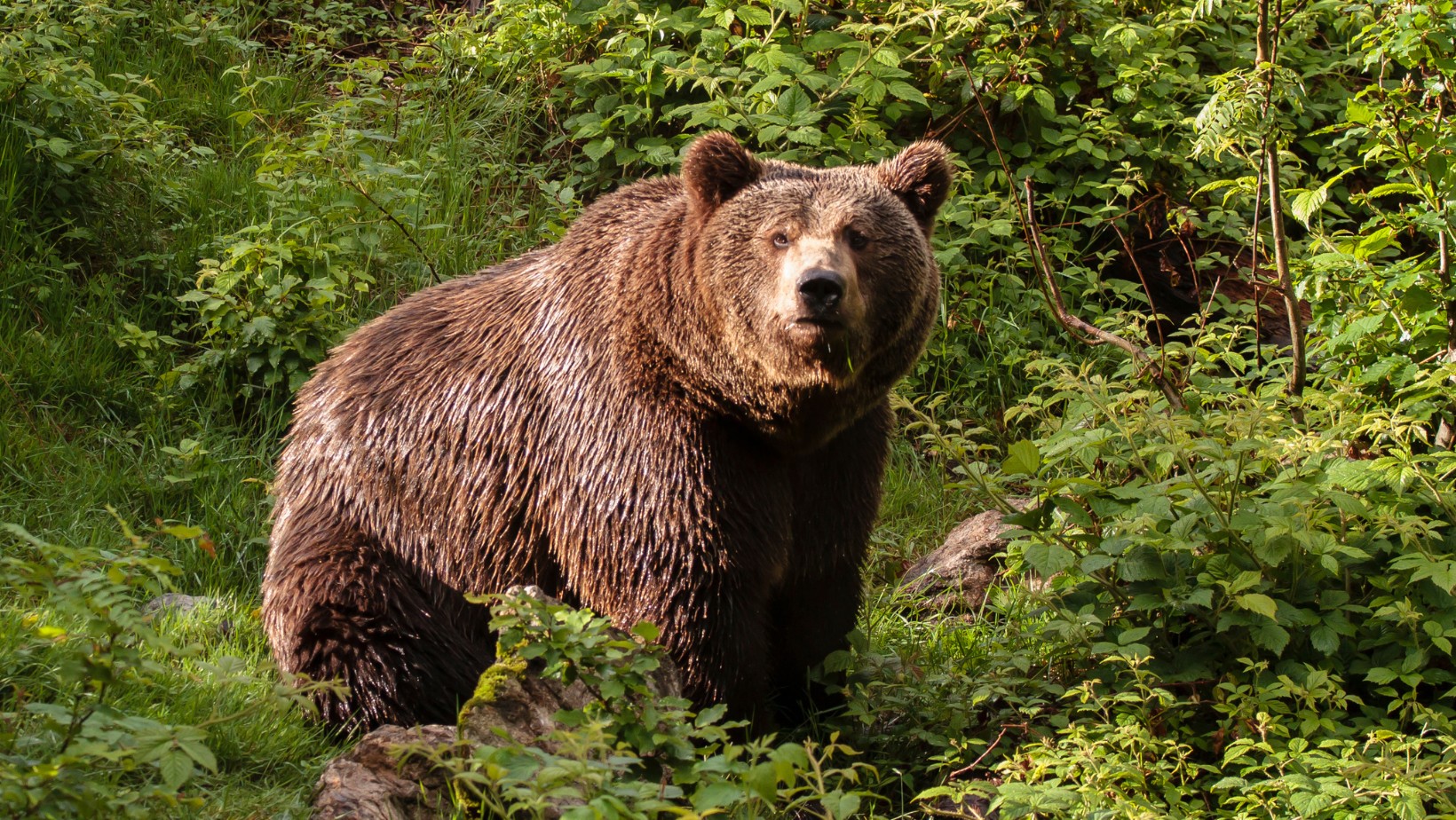 Niedźwiedź zaatakował turystów w Tatrach!